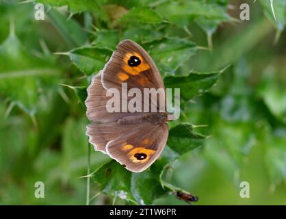 Papillon brun de Meadow (Maniola jurtina) femelle adulte au repos avec des ailes ouvertes Norfolk, Royaume-Uni. Juillet Banque D'Images