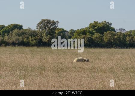 Moutons solitaires au champ avec de l'herbe sèche à Bardenas Reales, Navarra, Espagne Banque D'Images