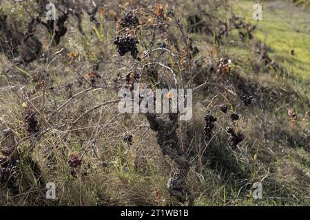 Raisins desséchant sur une vigne qui a perdu ses feuilles dans le sud du Rhône Banque D'Images