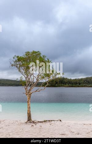 Arbre sur la plage du lac McKenzie sur Fraser Island, Queensland, Australie. Banque D'Images