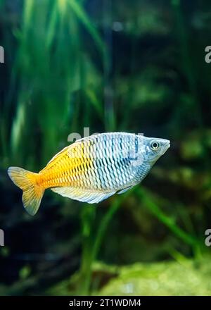 Boeseman's Rainbowfish (Melanotaenia boesemani), alias : Boesemani Rainbowfish, Orangeback Rainbow fish Banque D'Images