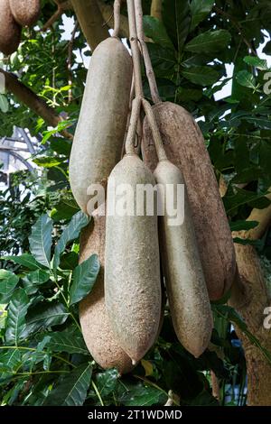 Arbre à saucisses (Kigelia africana), originaire d'Afrique tropicale, Lincoln Park Conservancy and Gardens, Chicago, Illinois, États-Unis Banque D'Images
