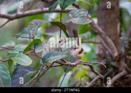 Une femelle à dos rouge assise sur Branch in a Tree, Queensland, Australie. Banque D'Images
