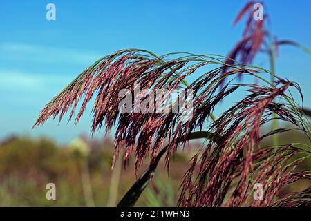 Roseau commun / roseau Norfolk (Phragmites australis) roseaux de couleur rouge, octobre 2023, automne, Cardiff Royaume-Uni Banque D'Images