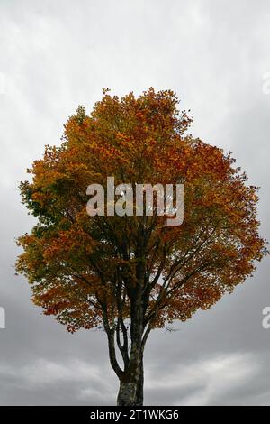 Un érable avec des feuilles d'automne grandissant haut et droit sous un ciel gris Banque D'Images