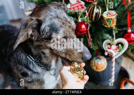 curieux grand chien gris renifle jouet de noël dans la main du propriétaire devant l'arbre de noël décoré Banque D'Images