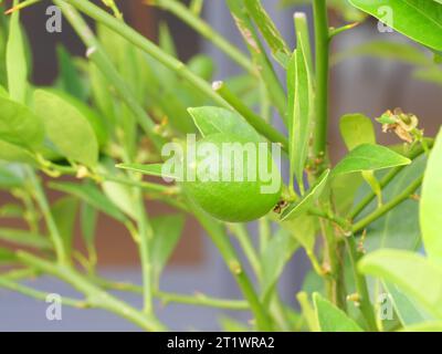 Fruits verts d'un limequat avec des feuilles vertes sur la plante d'agrumes avant maturation. Banque D'Images