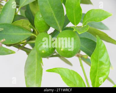 Fruits verts d'un limequat avec des feuilles vertes sur la plante d'agrumes avant maturation. Banque D'Images