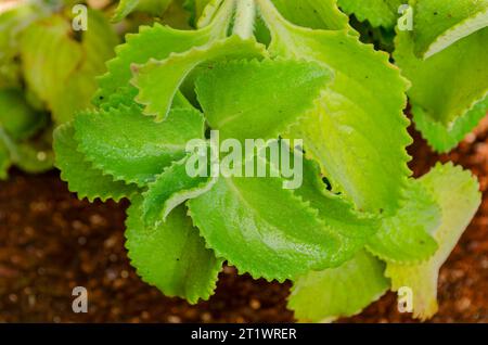 Thick Leaf Mint Banque D'Images