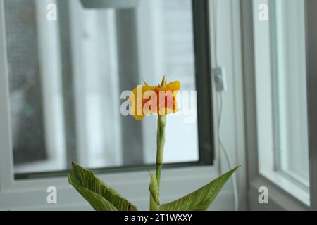 Un Lys jaune Humbert Canna en fleurs avec une fleur orange et jaune et des bourgeons et des feuilles striées vertes et jaunes poussant dans un solarium Banque D'Images