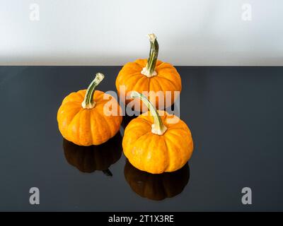 Trois citrouilles, chacune couronnée de tiges substantielles, disposées sur une surface noire réfléchissante, avec un mur de fond blanc propre fournissant une toile de fond. Banque D'Images