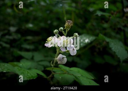 Fleur de ronce blanche Rubus ulmifolius avec pluie avec fond sombre horizontal Banque D'Images