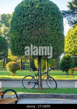 Batumi, Géorgie. 10.13.2023 vélo est garé près d'un palmier. Détente dans le parc. Loisirs actifs d'un touriste. Un véhicule sans propriétaire Banque D'Images