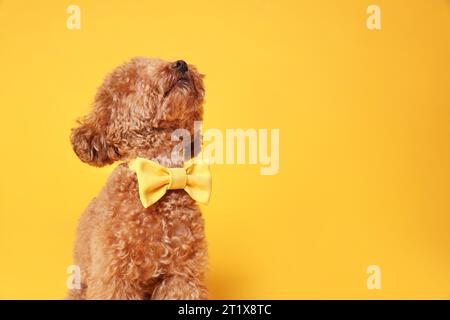 Mignon chien Maltipoo avec noeud papillon jaune sur le cou sur fond orange Banque D'Images