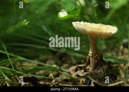 Un champignon toxique qui pousse parmi les feuilles tombées dans la forêt, espace pour le texte Banque D'Images