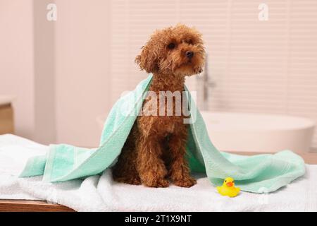 Mignon chien Maltipoo enveloppé dans une serviette et canard en caoutchouc dans la salle de bain. Adorable animal de compagnie Banque D'Images