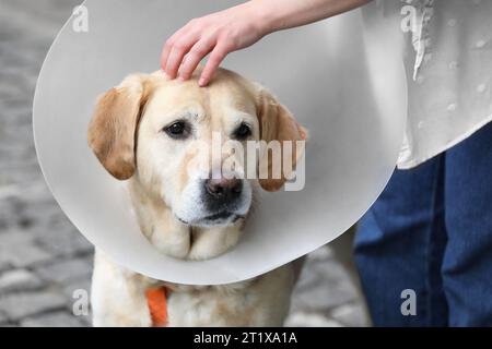 Femme caressant son adorable chien Labrador Retriever dans un collier élisabéthain à l'extérieur, gros plan Banque D'Images