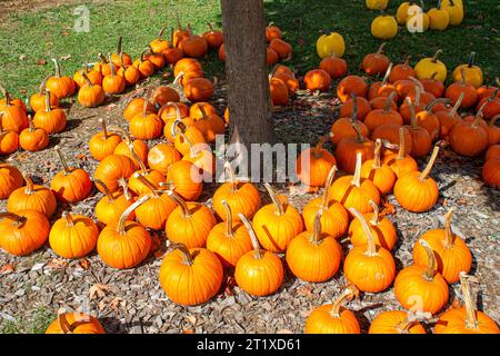 Patch de citrouille le jour ensoleillé d'automne. Citrouilles colorées prêtes pour Halloween. Banque D'Images