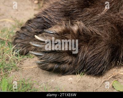 Patte avec griffes d'un ours brun couché sur le sol. Partie supérieure de la patte avant à fourrure. Gros plan de la partie du corps d'un Ursus arctos endormi. Banque D'Images