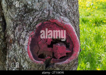 Malus domestica - tronc de pommier avec croissance de cals peints en rouge autour du bord de la plaie où une branche a été sciée. Banque D'Images