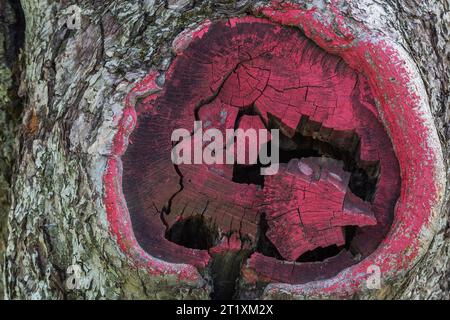 Malus domestica - tronc de pommier avec croissance de cals peints en rouge autour du bord de la plaie où une branche a été sciée. Banque D'Images