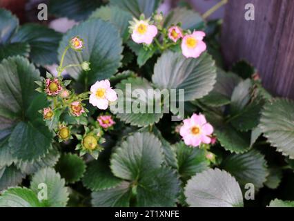 Belles fleurs roses de fraise, fin été, image macro. Banque D'Images