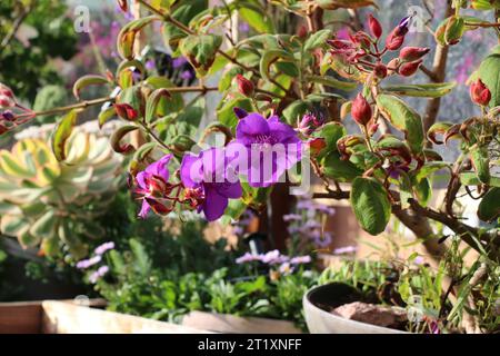 Fleurs violettes fleurs de l'azalée occidentale ajoutent une couleur brillante à un patio de restaurant à la fin de l'été. Banque D'Images