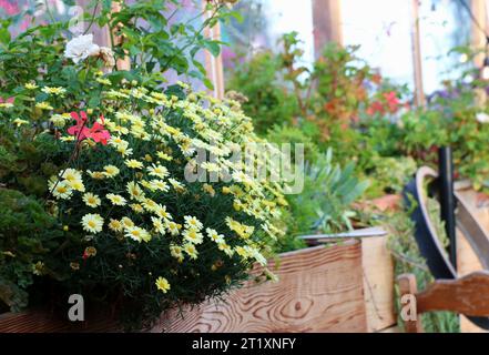 Le récipient mural de marguerites arbustives dorées fleuries crée une tache lumineuse de couleur jaune sur le patio du jardin d'un restaurant. Banque D'Images