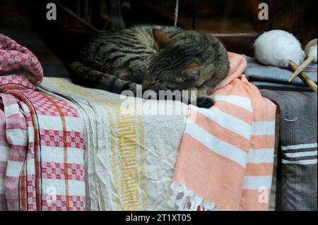 Istanbul, Türkiye. Chat dormant dans un présentoir de magasin Banque D'Images