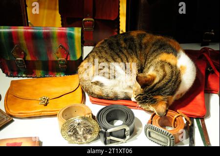 Istanbul, Türkiye. Chat dormant dans un présentoir de magasin Banque D'Images