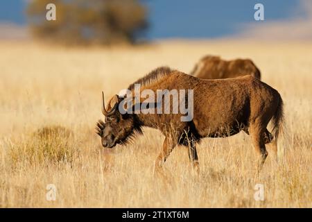 Un fanbeau noir (Connochaetes gnou) marchant dans les prairies, parc national de Mountain Zebra, Afrique du Sud Banque D'Images