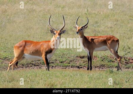 Antilopes de léché rouge mâle (Kobus leche) dans un habitat naturel, Afrique australe Banque D'Images