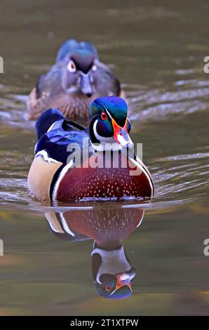 Couple de Ducks de Bois colorés sur le lac et leurs reflets sur l'eau, Québec, Canada Banque D'Images