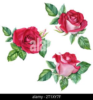 Un ensemble de compositions avec des fleurs de roses rouges, des bourgeons et des feuilles. Aquarelle Illustration isolée sur blanc pour les cartes Banque D'Images