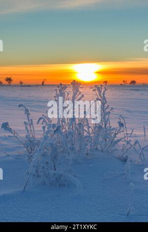 Coucher de soleil avec des plantes et la neige givrée dans le paysage Banque D'Images