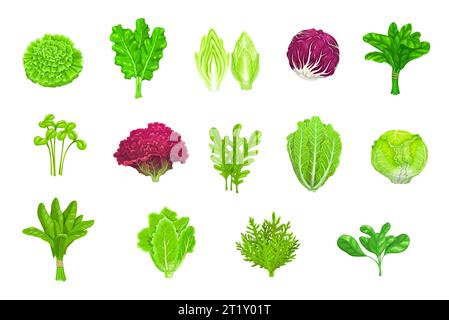 Salade de dessins animés légumes, laitues et nourriture à feuilles vertes, icônes vectorielles isolées. Salade de laitues frisées, d'épinards ou de chou chinois, roquette, chicorée ou cresson et salade de blettes ou de laitue radicchio Illustration de Vecteur