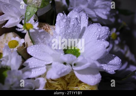 Rose en fleurs avec un bourgeon blanc-doré en pleine fleur. Paysage floral lumineux avec rose fraîche en fleurs. DES GOUTTES D'EAU DE ROSE Banque D'Images