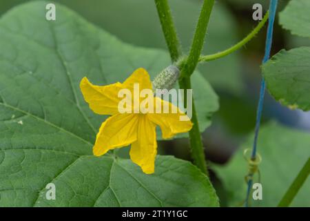 ovaire en fleurs de jeunes légumes frais biologiques, concombres en pleine croissance sur le terrain. Contexte agricole de printemps. Banque D'Images