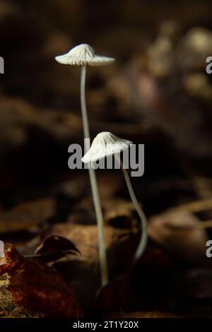 Capot blanc aux champignons Mycena galopus var. candida sur un arrière-plan flou. Banque D'Images