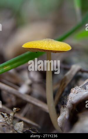 Chapeau de campagne jaune Bolbitius titubans parfois appelé champignon jaune d'oeuf. Banque D'Images