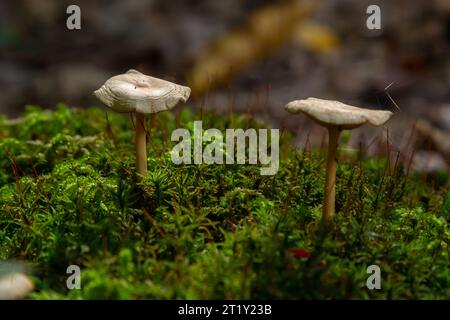 Collybia Gymnopus dryophilus, Untergroningen, Abtsgmuend fond de mousse verte. Banque D'Images