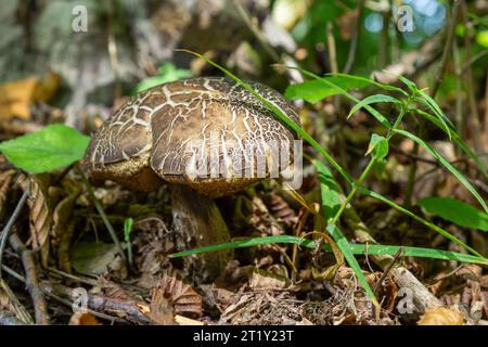 Champignon comestible Leccinum pseudoscabrum dans la forêt décidue. Connu sous le nom de Hazel Bolete. Champignons sauvages poussant dans les feuilles. Banque D'Images