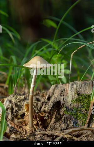 Panaeolus tubaeformis var. tubaeformis, également connu sous le nom de Panaeolus et Anellaria tubaeformis separata, communément appelé, ou mottlegill brillant egghead mottlegi Banque D'Images