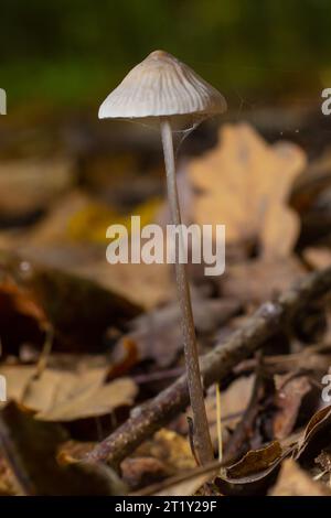 Capot blanc aux champignons Mycena galopus var. candida sur un arrière-plan flou. Banque D'Images