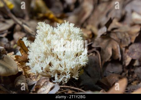 Corail blanc, Ramariopsis kunzei croissant dans un environnement humide. Banque D'Images