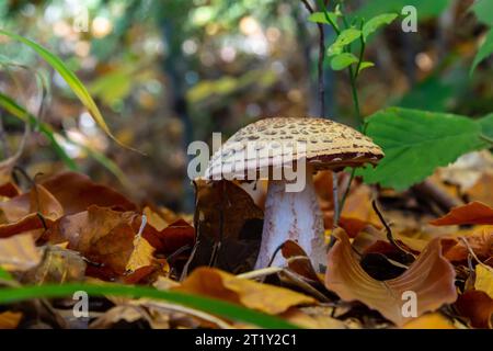 ce champignon est un amanita rubescens et il pousse dans la forêt. Banque D'Images