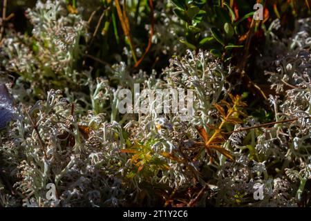 Hypogymnia physodes lichen à capot de moine sur branche d'arbre dans la forêt de gros plan foyer sélectif. Banque D'Images