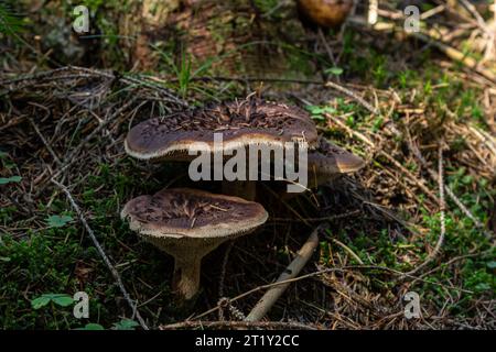 Sarcodon imbricatus, communément appelé hérisson ciselé ou dent squameuse. Banque D'Images