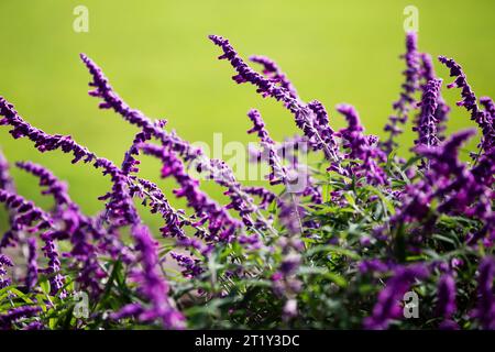 Fleur de Salvia leucantha (sauge de brousse mexicaine) Banque D'Images