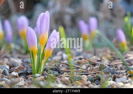 Crocus sieberi Firefly, luciole crocus, grandes fleurs violettes avec une gorge jaune foncé à la fin de l'hiver/début du printemps Banque D'Images